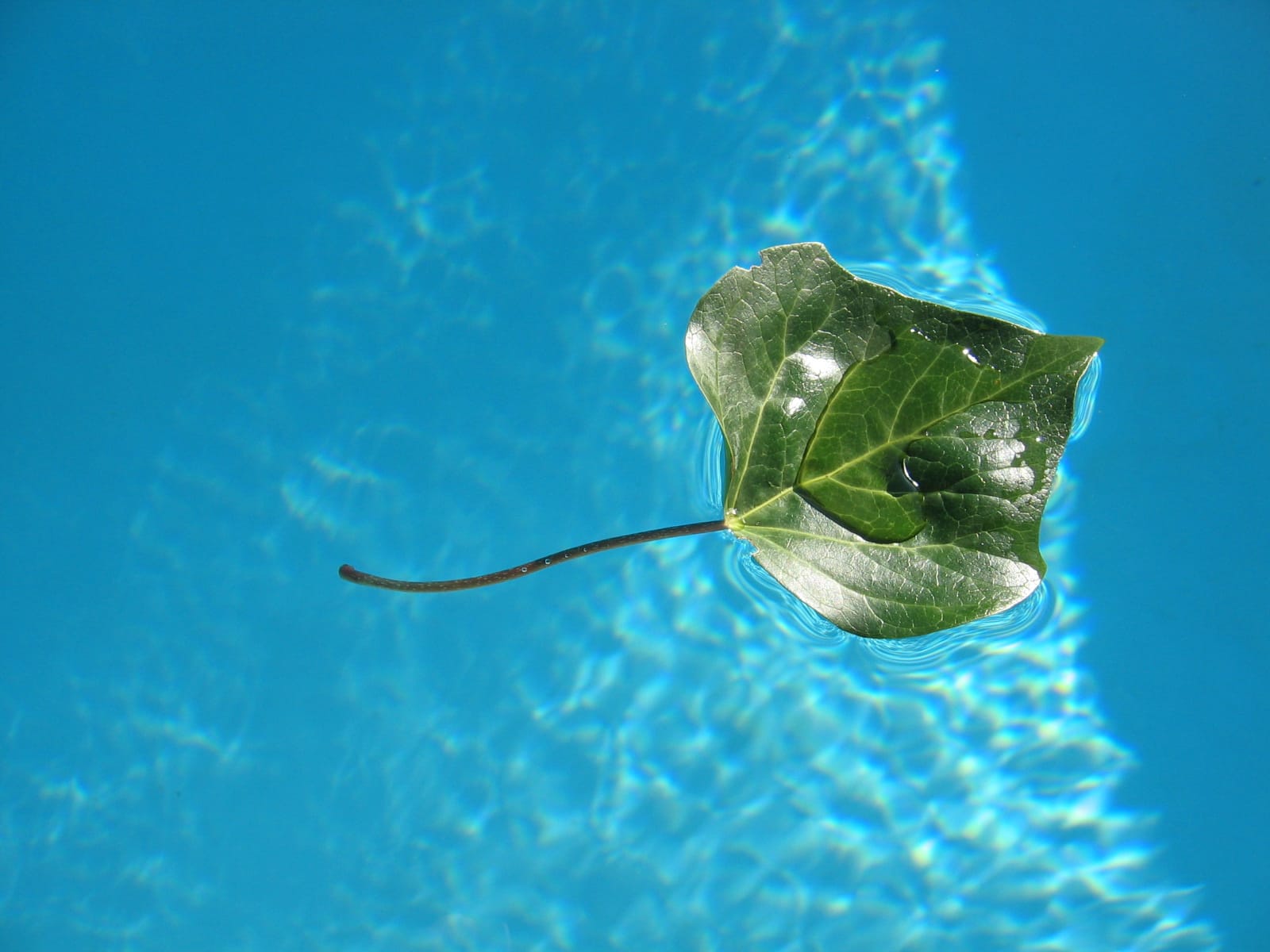 Swimming pool drainage guidelines