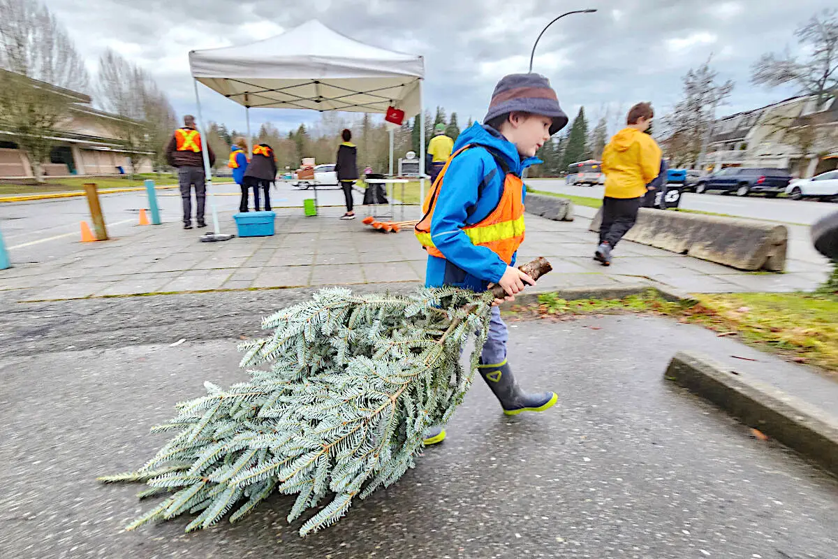 Christmas tree disposal