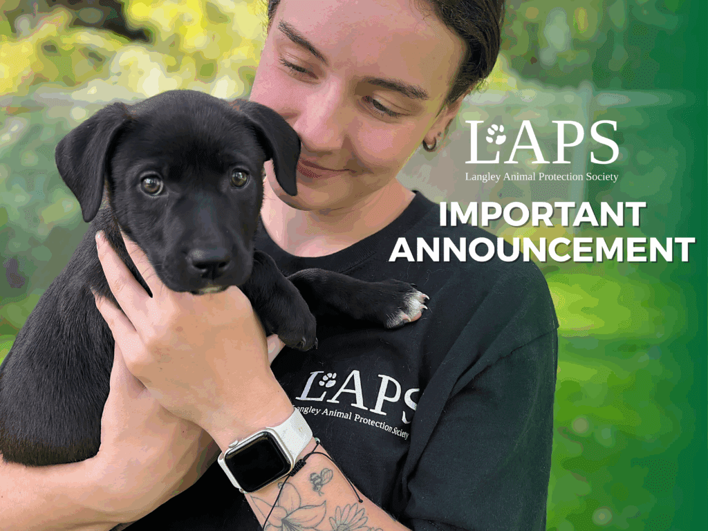 Township Ends LAPS Partnership After 23 Years, Jeopardizing Animal Welfare Services